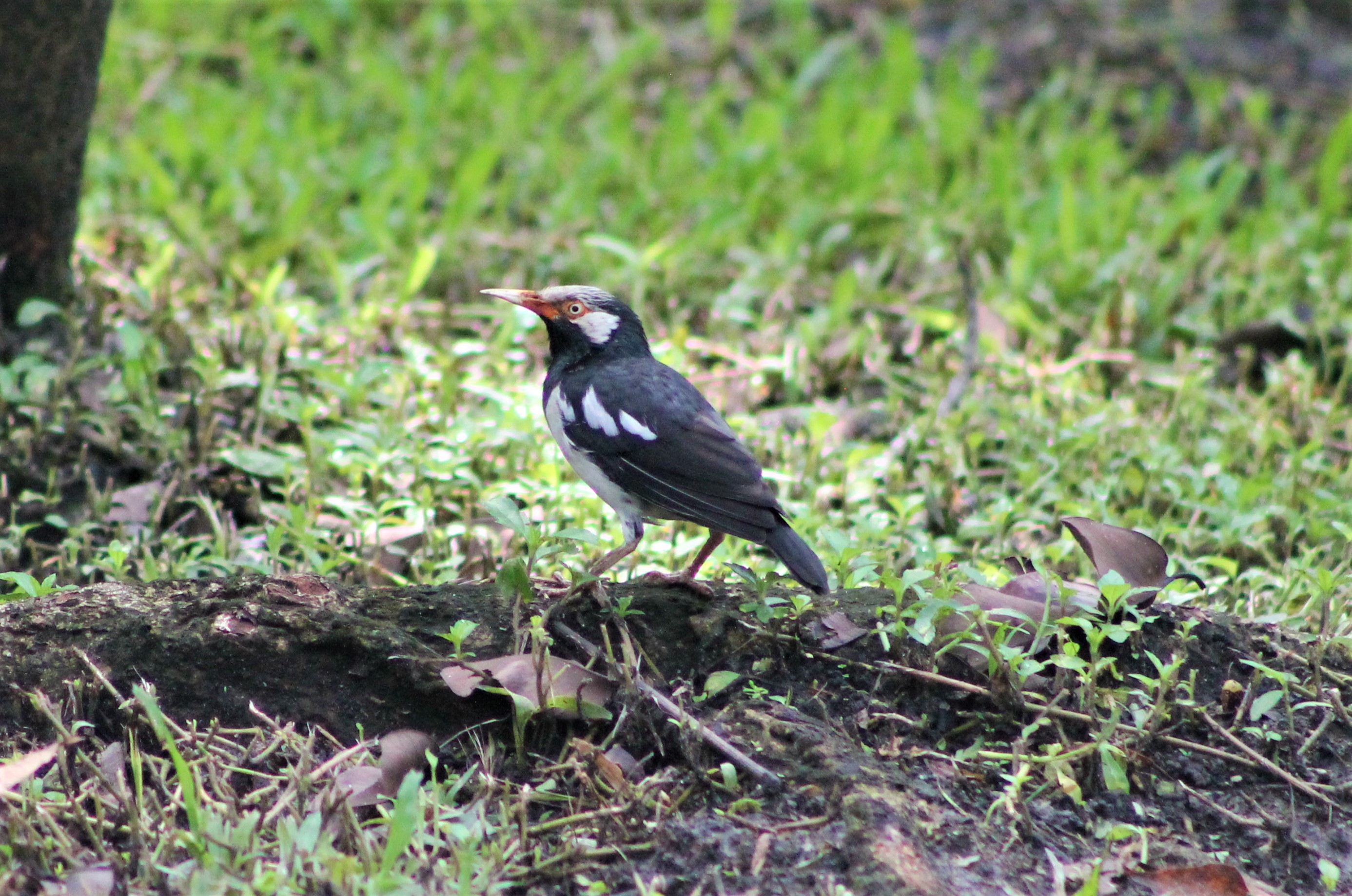 Asian Pied Starling (Sturnus contra)