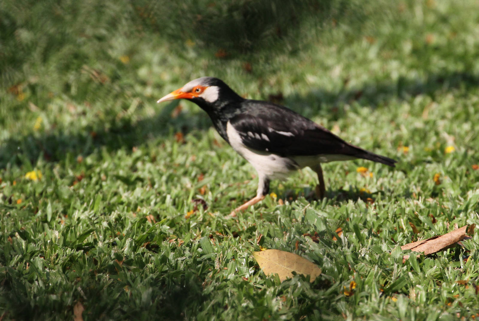Asian Pied Starling