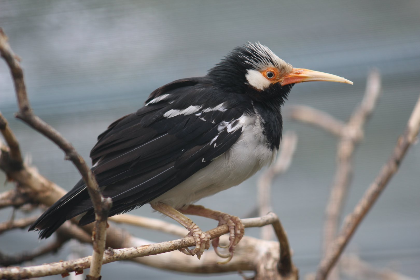 Asian Pied Starling
