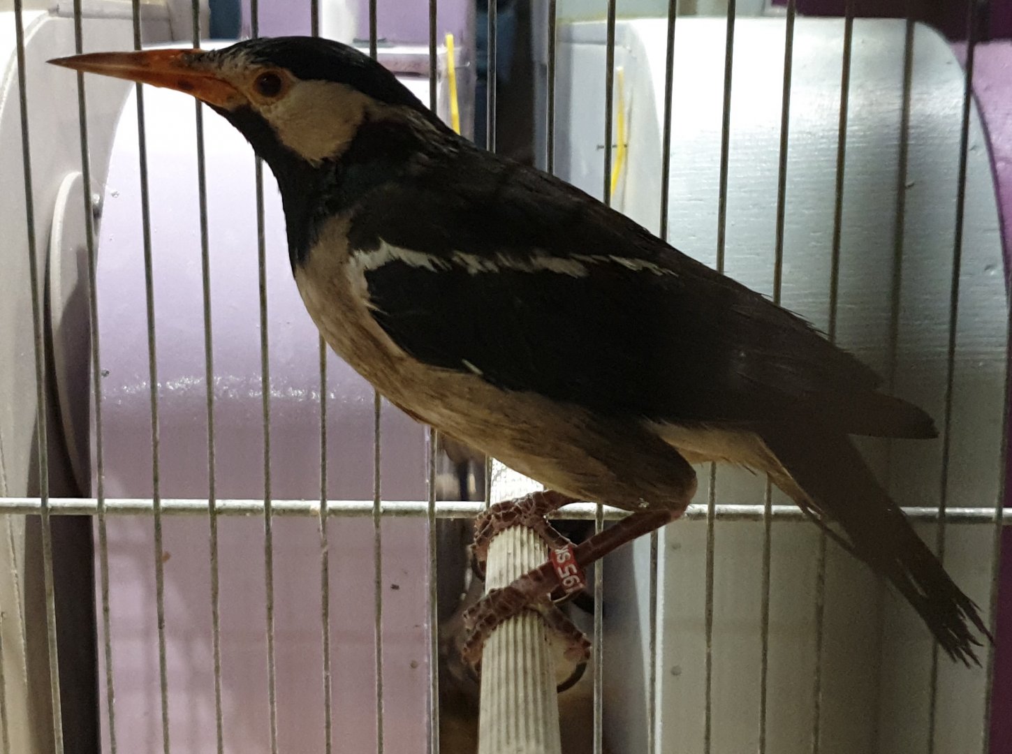 Asian pied starling