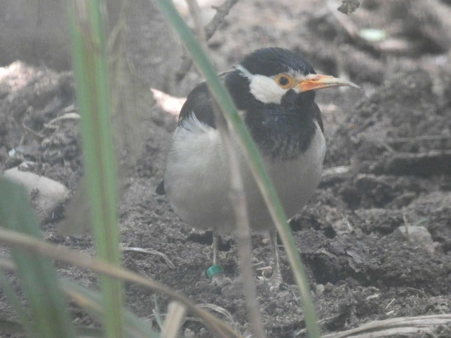 Asian pied starling