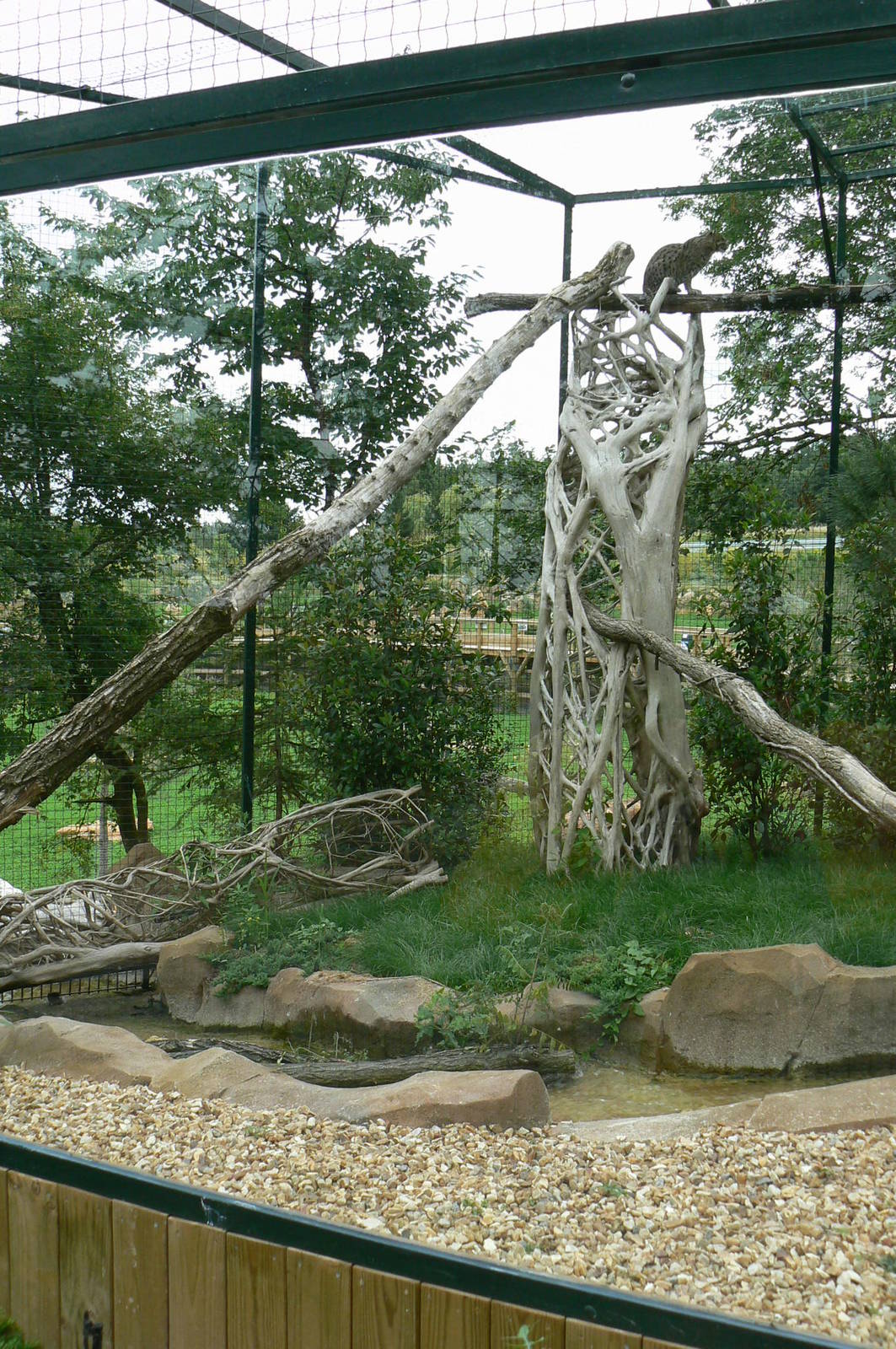 Asian plain exhibit - Fishing cats exhibit