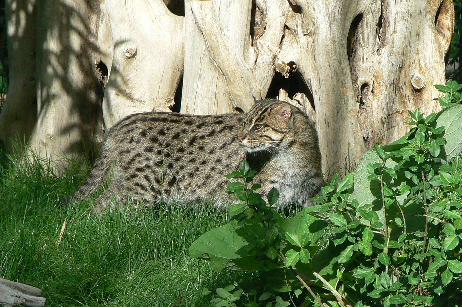 Asian plain exhibit - Fishing cats exhibit