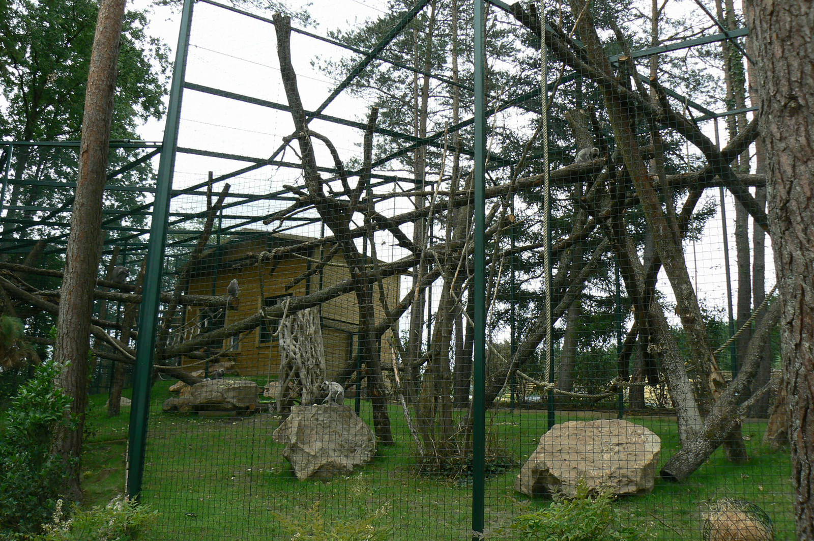 Asian plain exhibit - Grey langurs exhibit