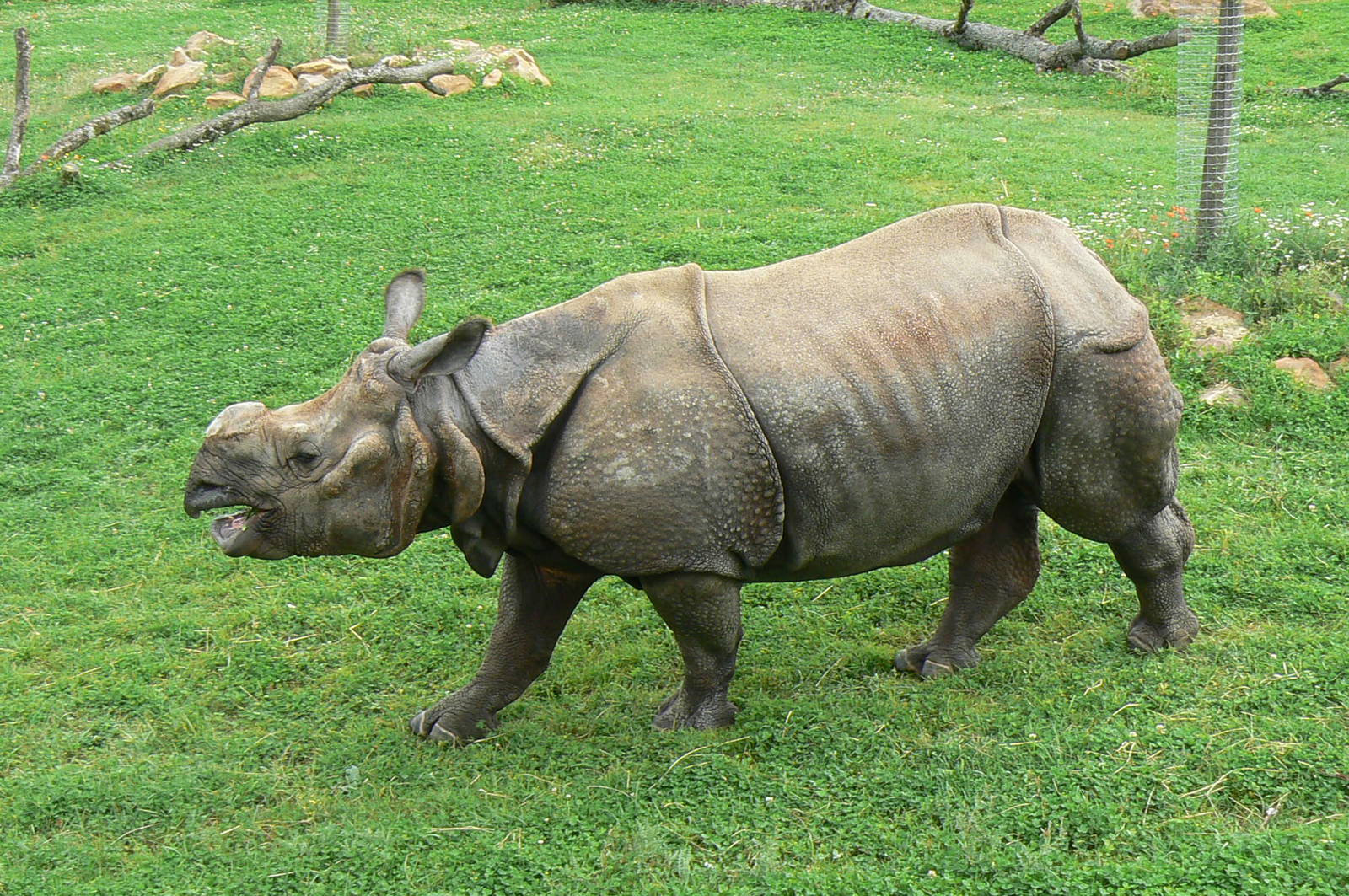 Asian plain exhibit - Indian rhinos exhibit