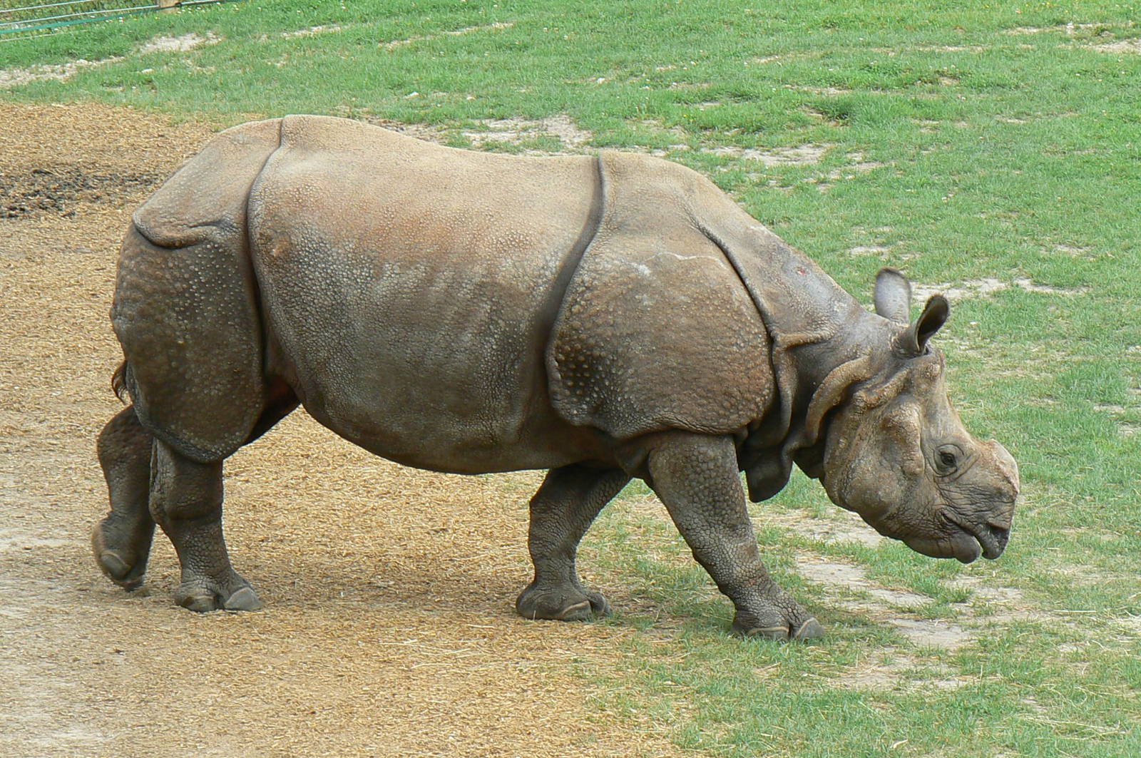 Asian plain exhibit - Indian rhinos exhibit