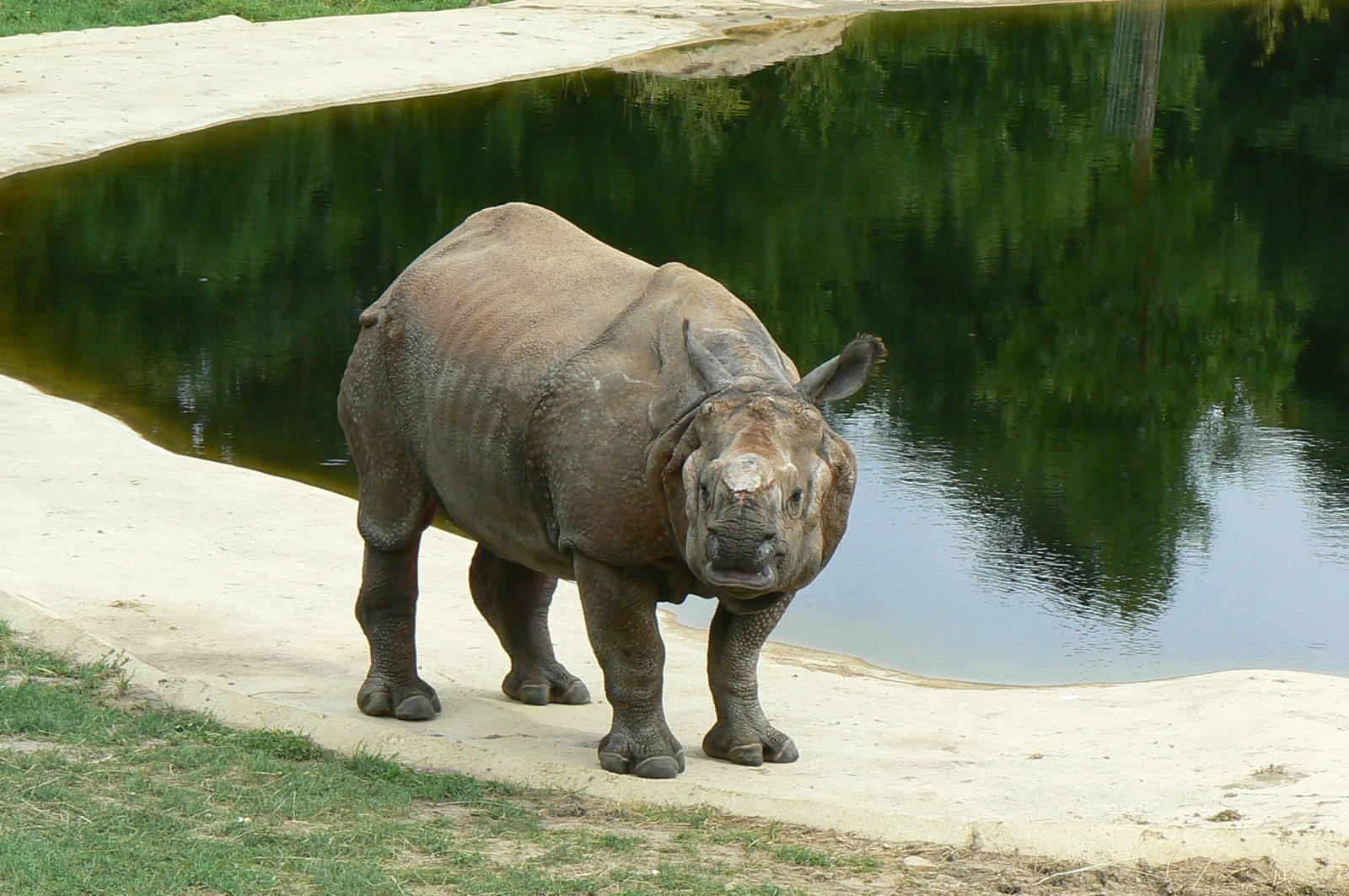 Asian plain exhibit - Indian rhinos exhibit