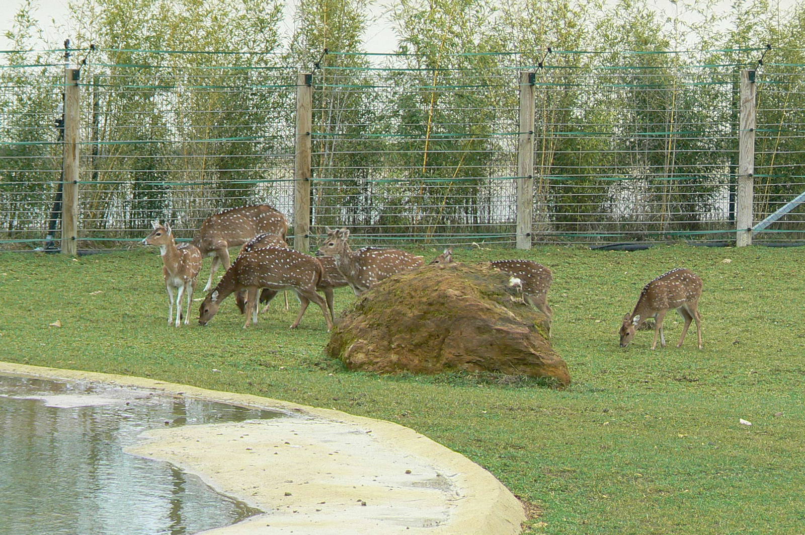 Asian plain exhibit - Indian rhinos exhibit