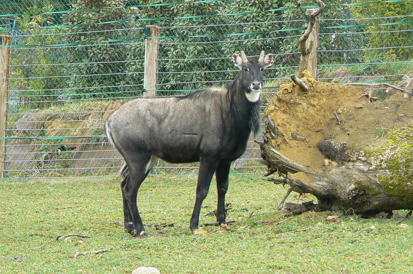 Asian plain exhibit - Indian rhinos exhibit