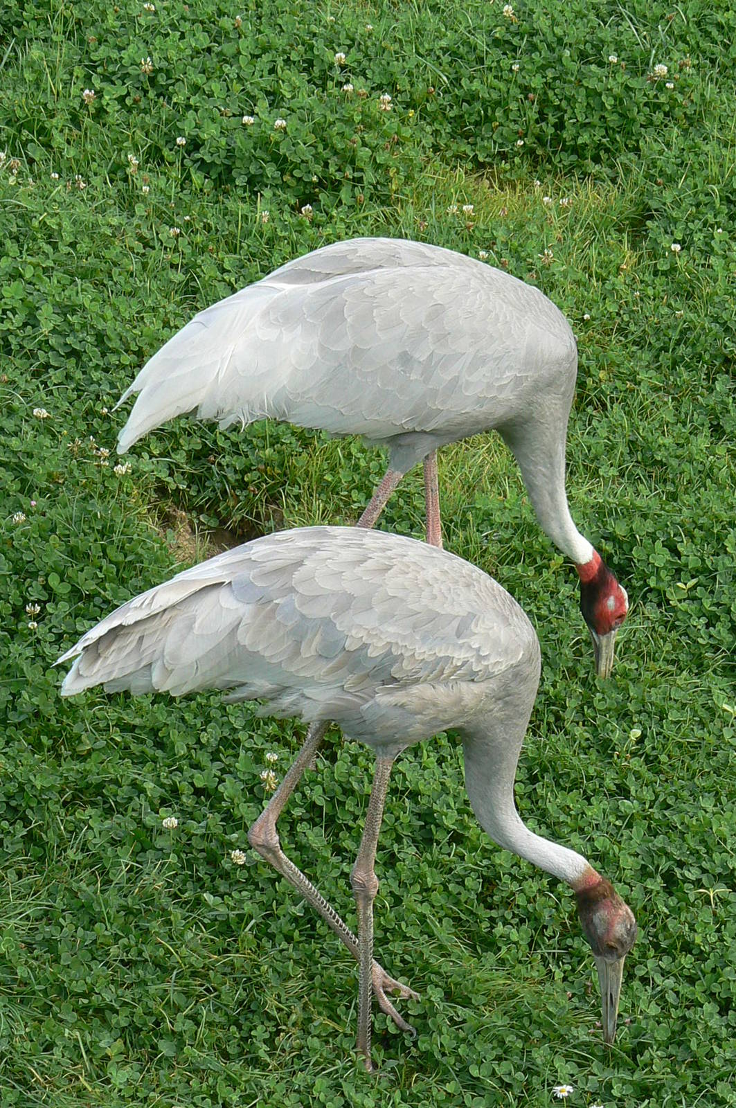 Asian plain exhibit - Indian rhinos exhibit