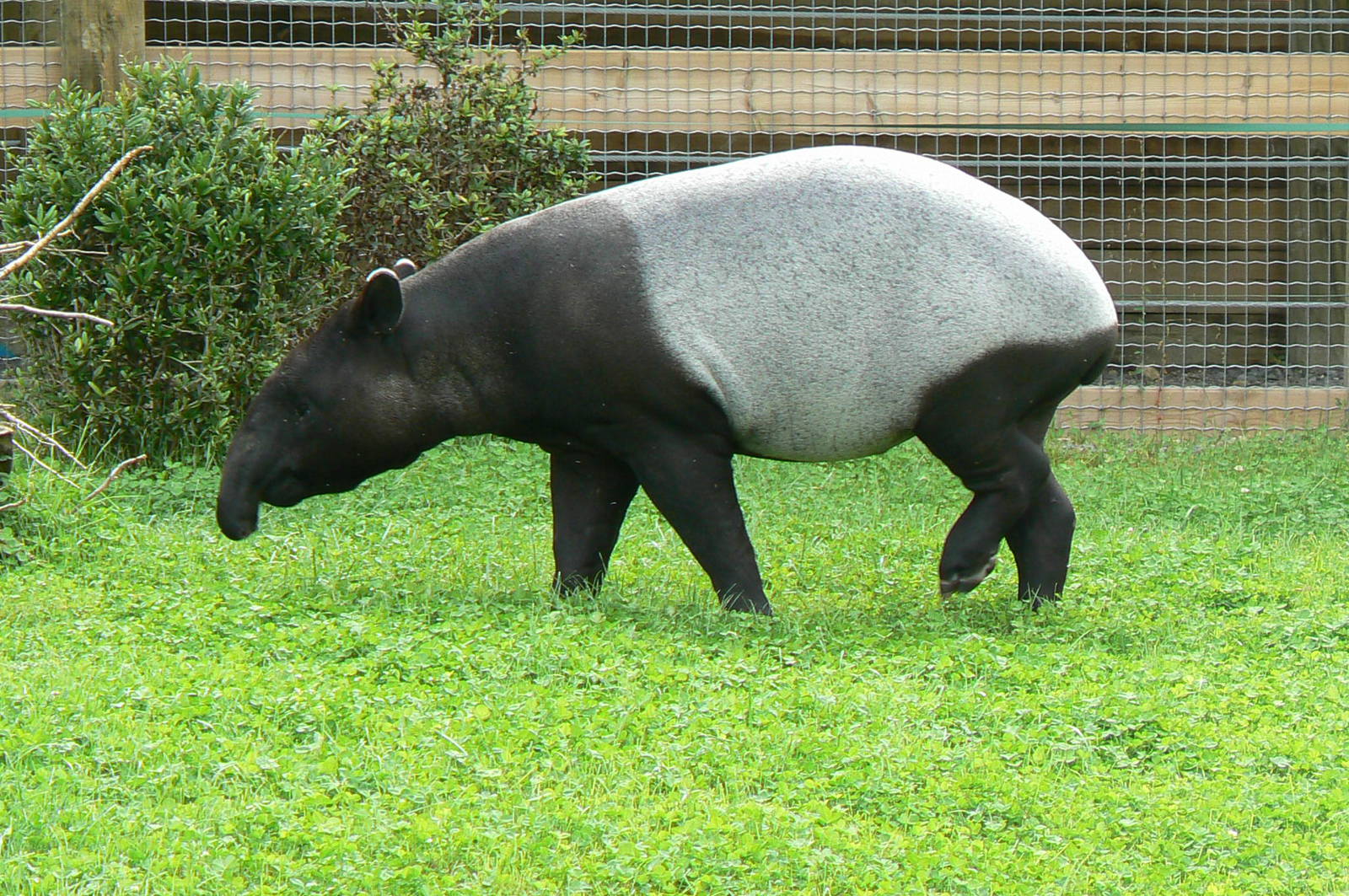 Asian plain exhibit - Malayan tapirs exhibit