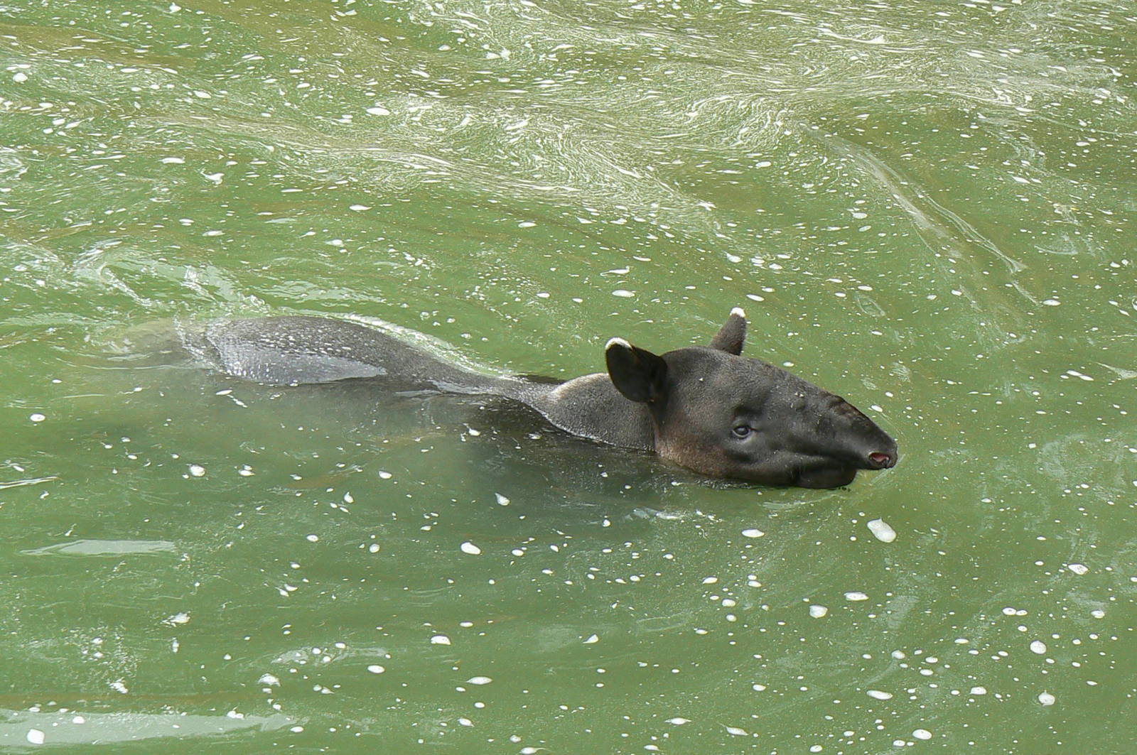 Asian plain exhibit - Malayan tapirs exhibit