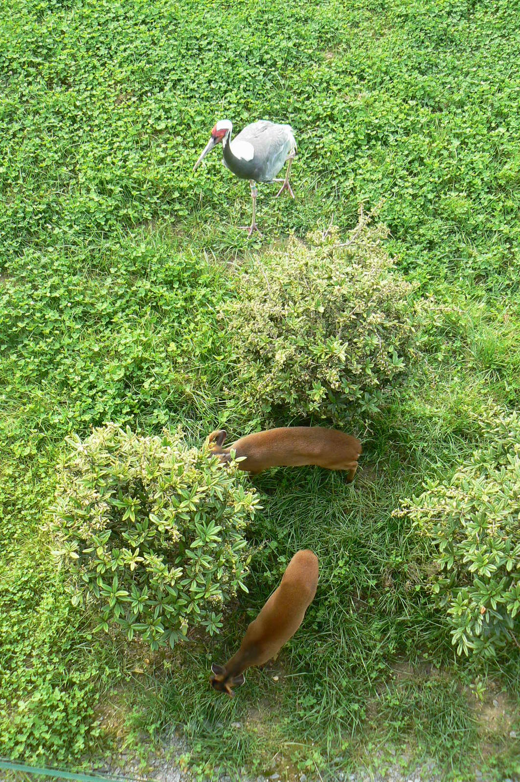 Asian plain exhibit - Malayan tapirs exhibit