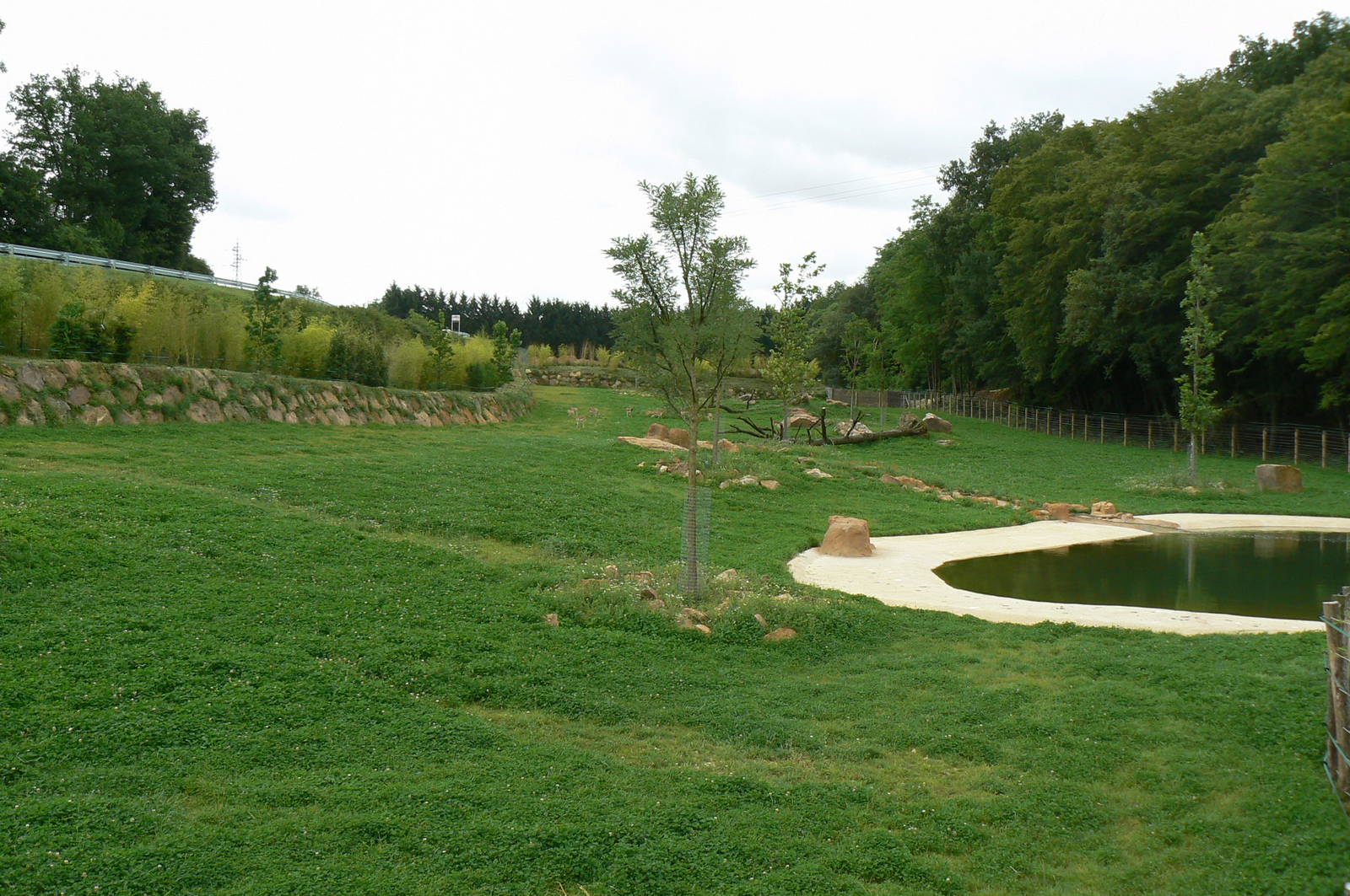 Asian plain exhibit - Second indian rhinos exhibit