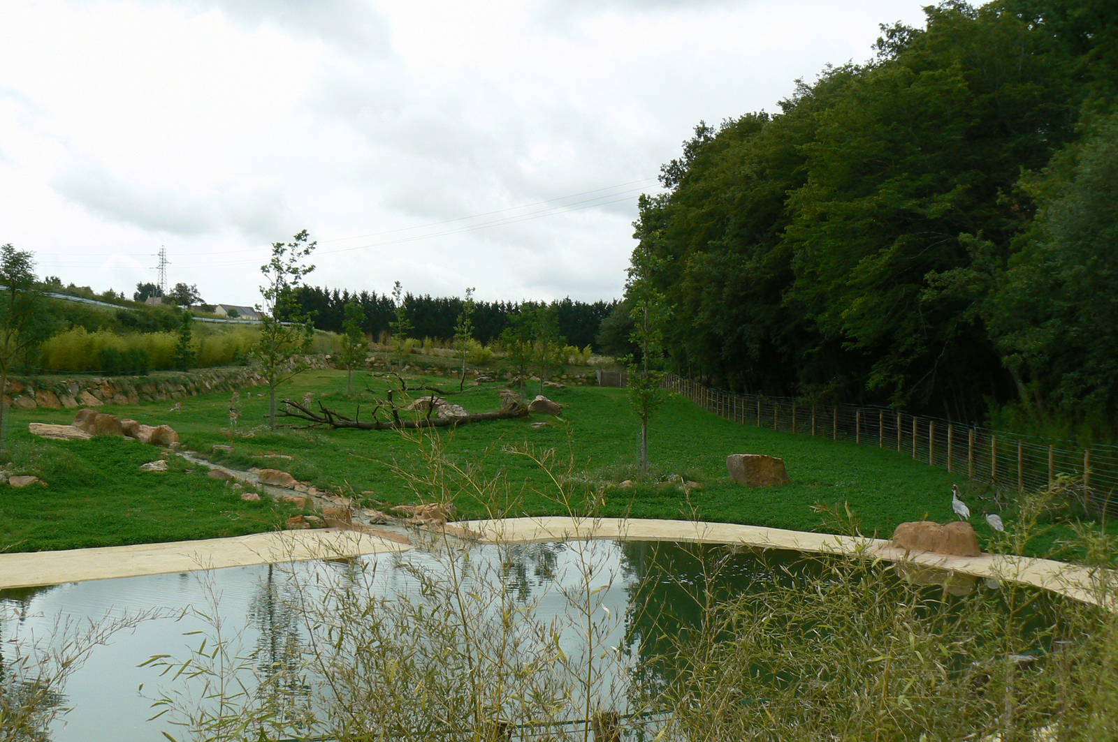 Asian plain exhibit - Second indian rhinos exhibit
