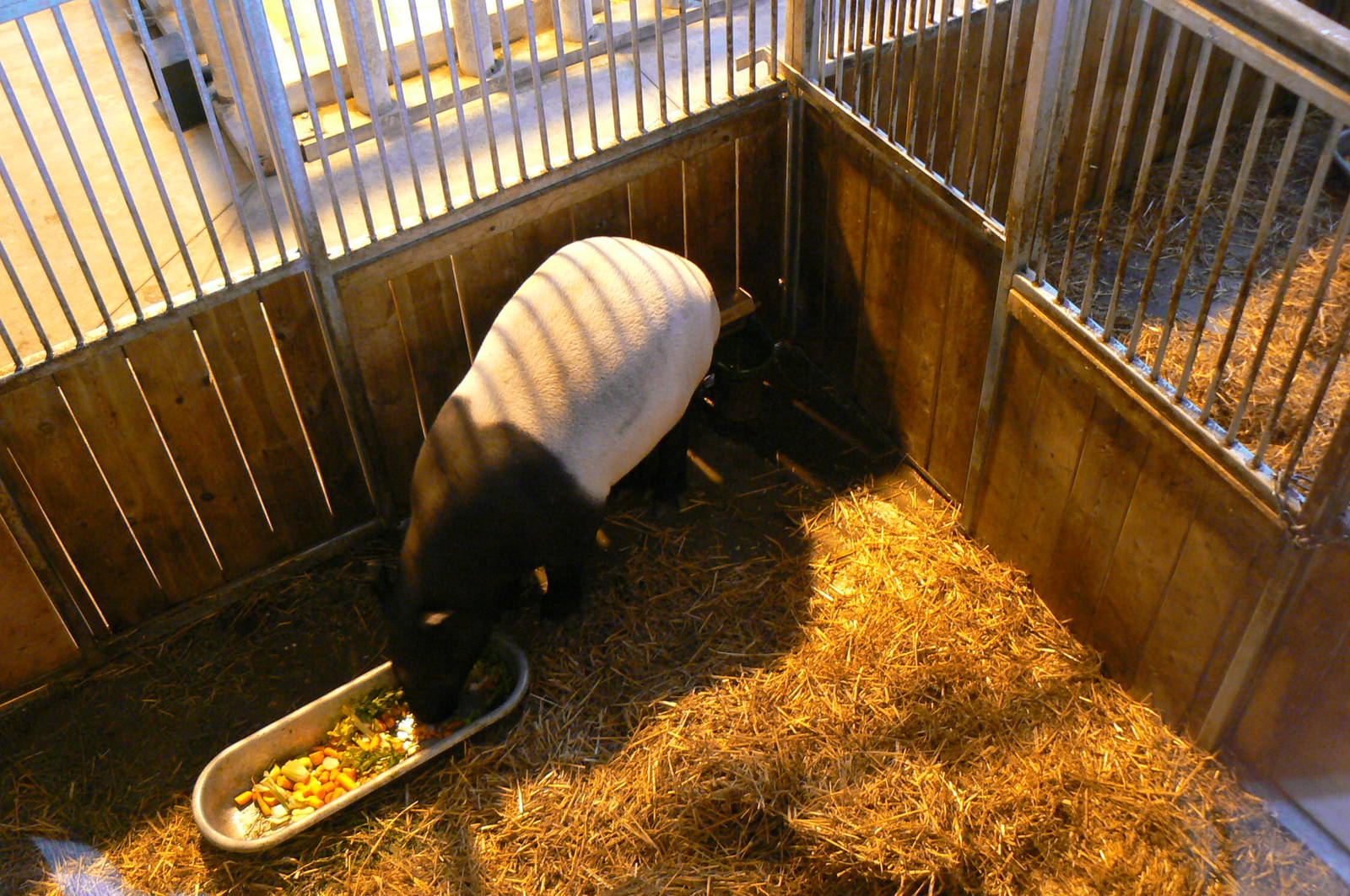 Asian plain exhibit - Tapirs and rhinos house