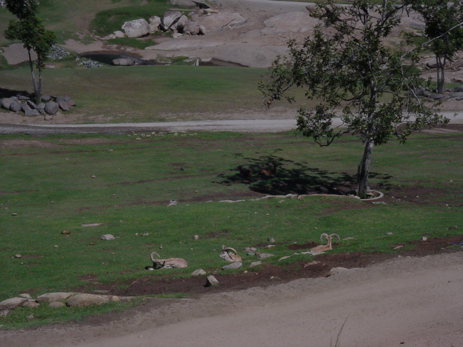 Asian Plains - Armenian Red Sheep