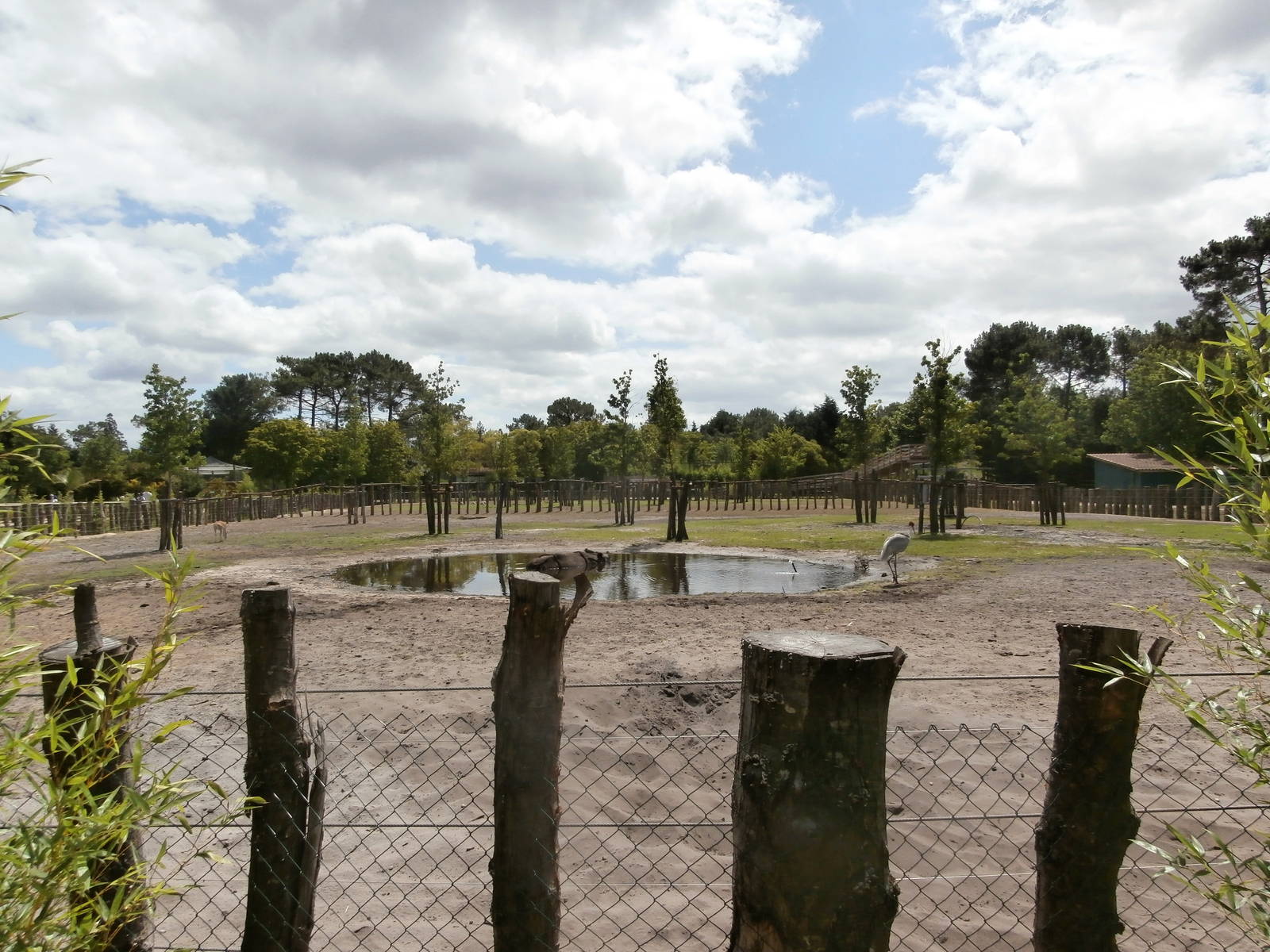 Asian plains enclosure
