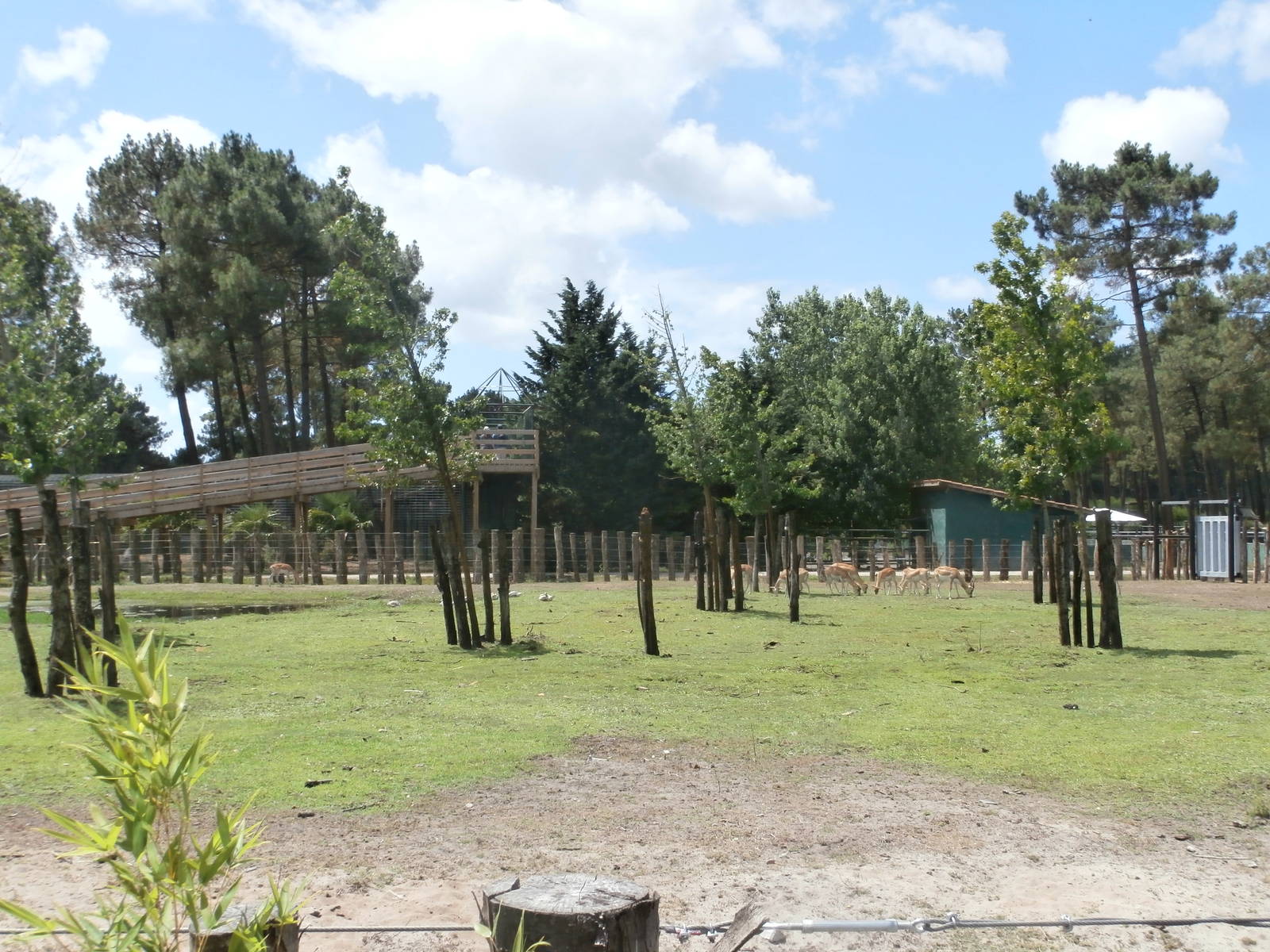 Asian plains enclosure