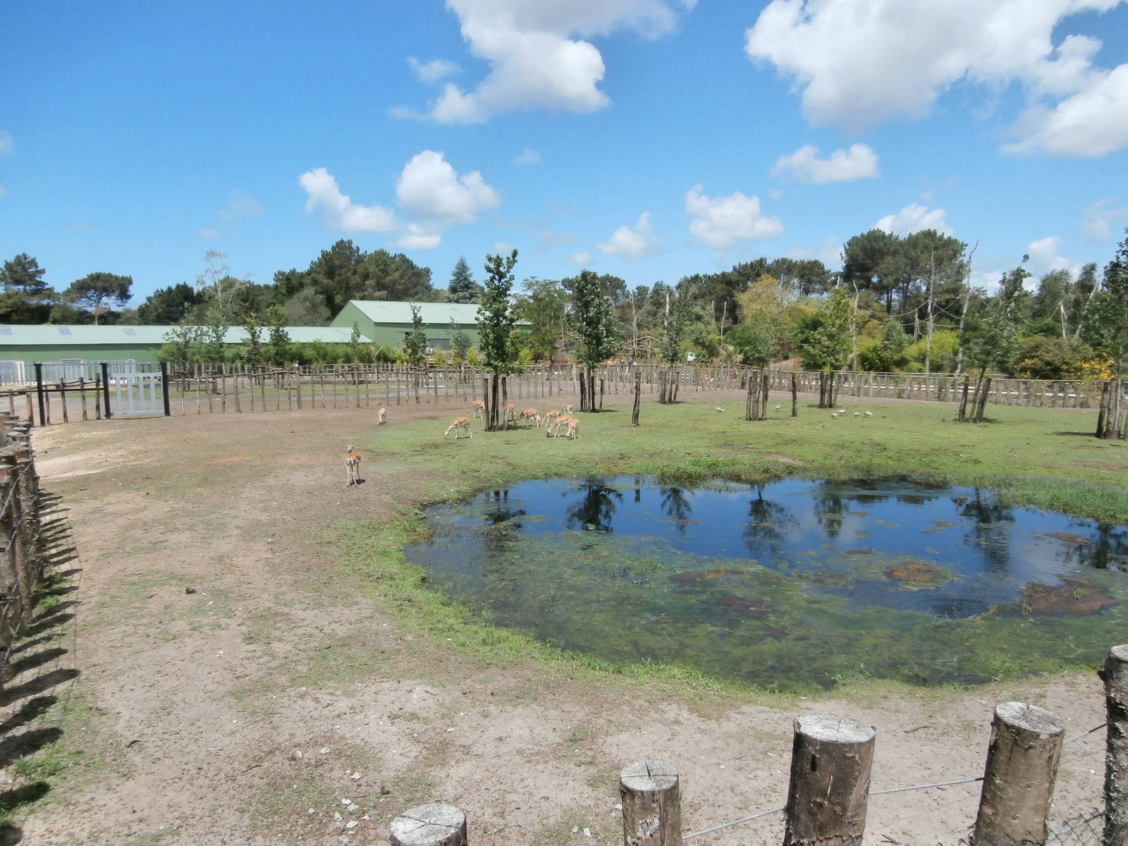 Asian plains enclosure