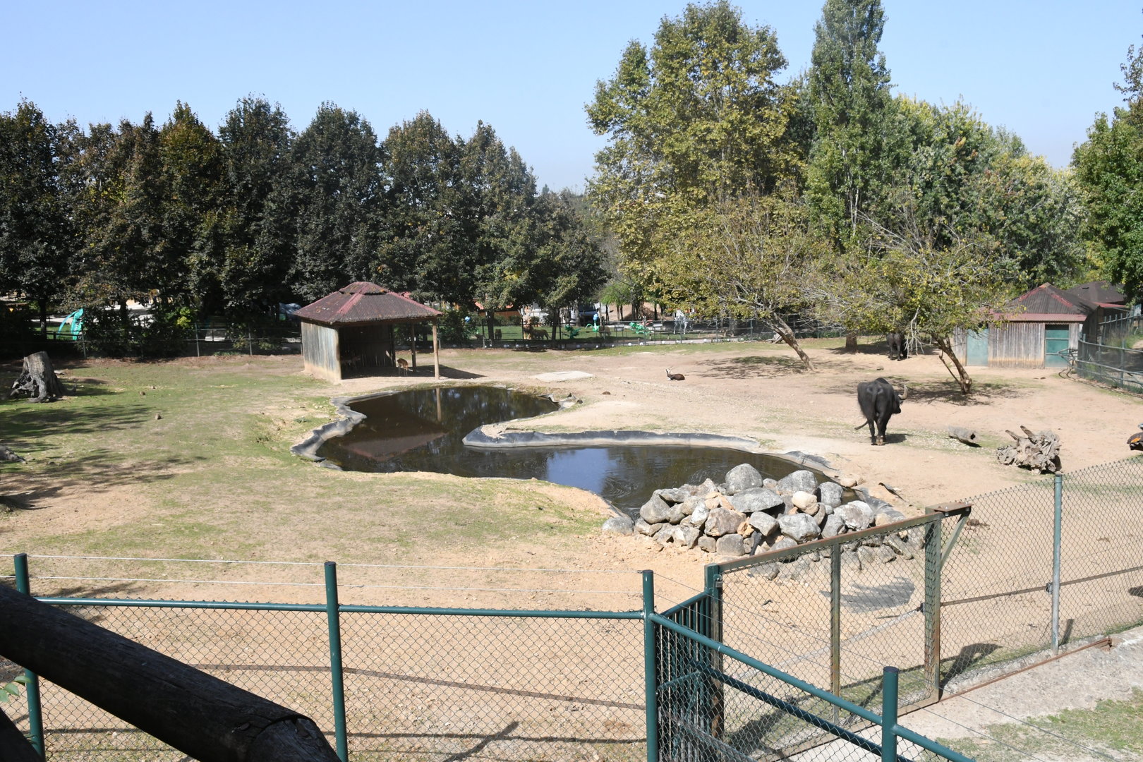 Asian Plains exhibit (Water Buffalo and Blackbuck)