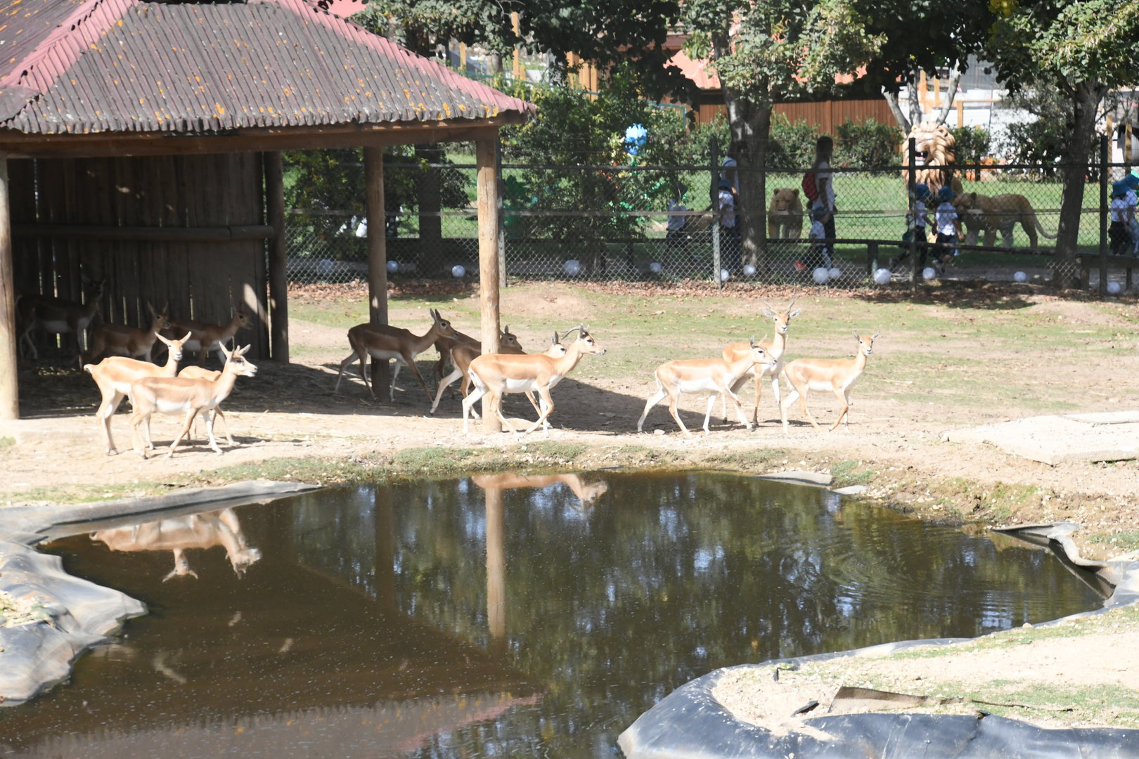Asian Plains exhibit (Water Buffalo and Blackbuck)
