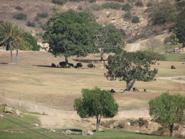 Asian Plains - Indian Gaur