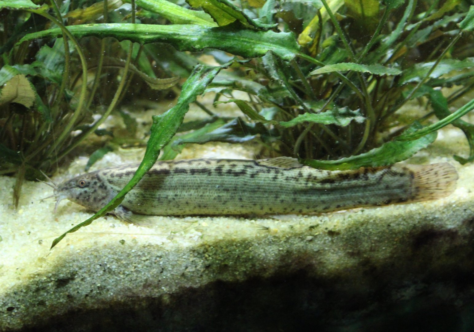 Asian pond loach - Misgurnus anguillicaudatus