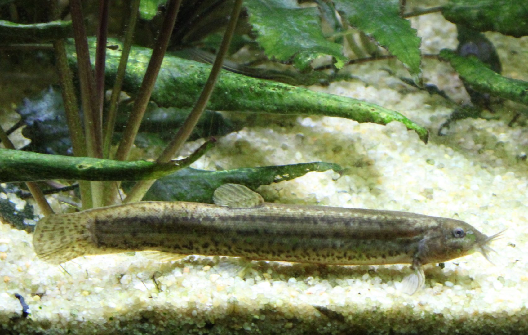 Asian pond loach - Misgurnus anguillicaudatus
