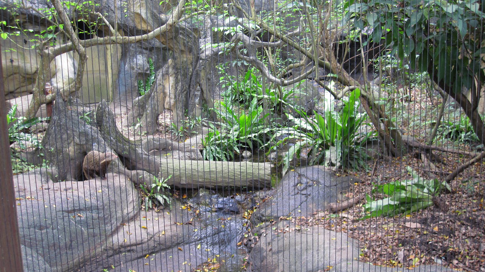 Asian Rainforest - Crab-eating Mongoose exhibit