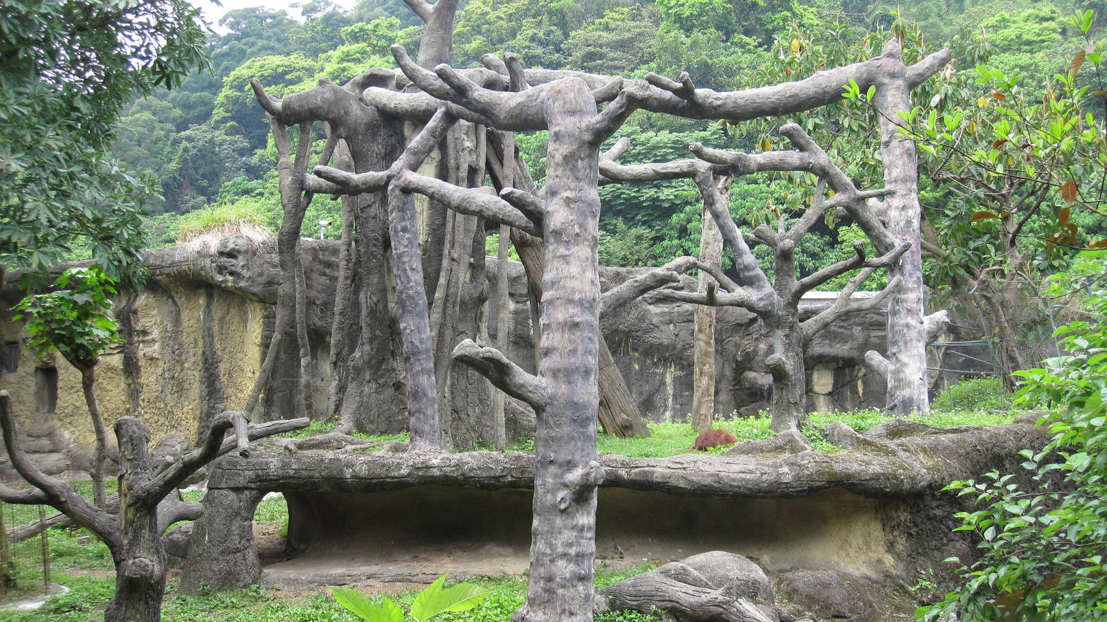 Asian Rainforest - Orang Utan exhibit