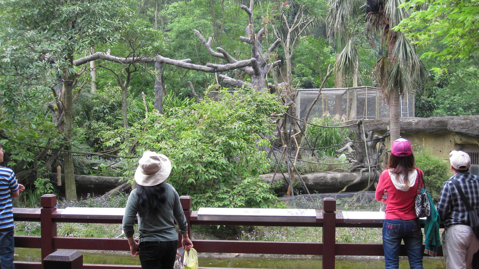 Asian Rainforest - Siamang exhibit