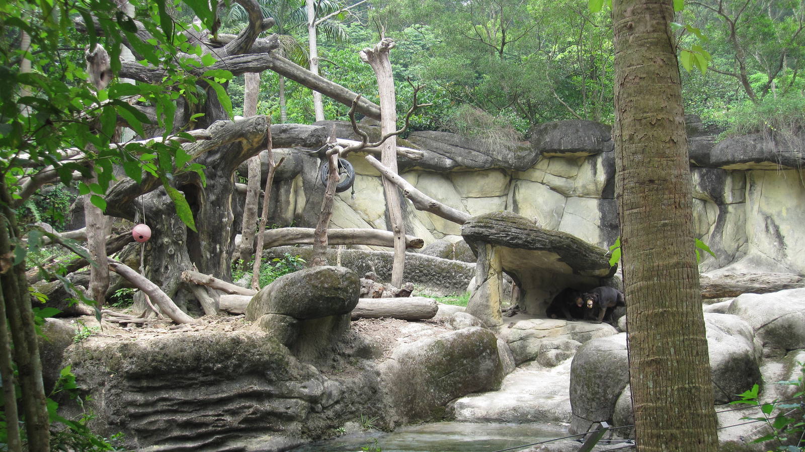 Asian Rainforest - Sun Bear exhibit