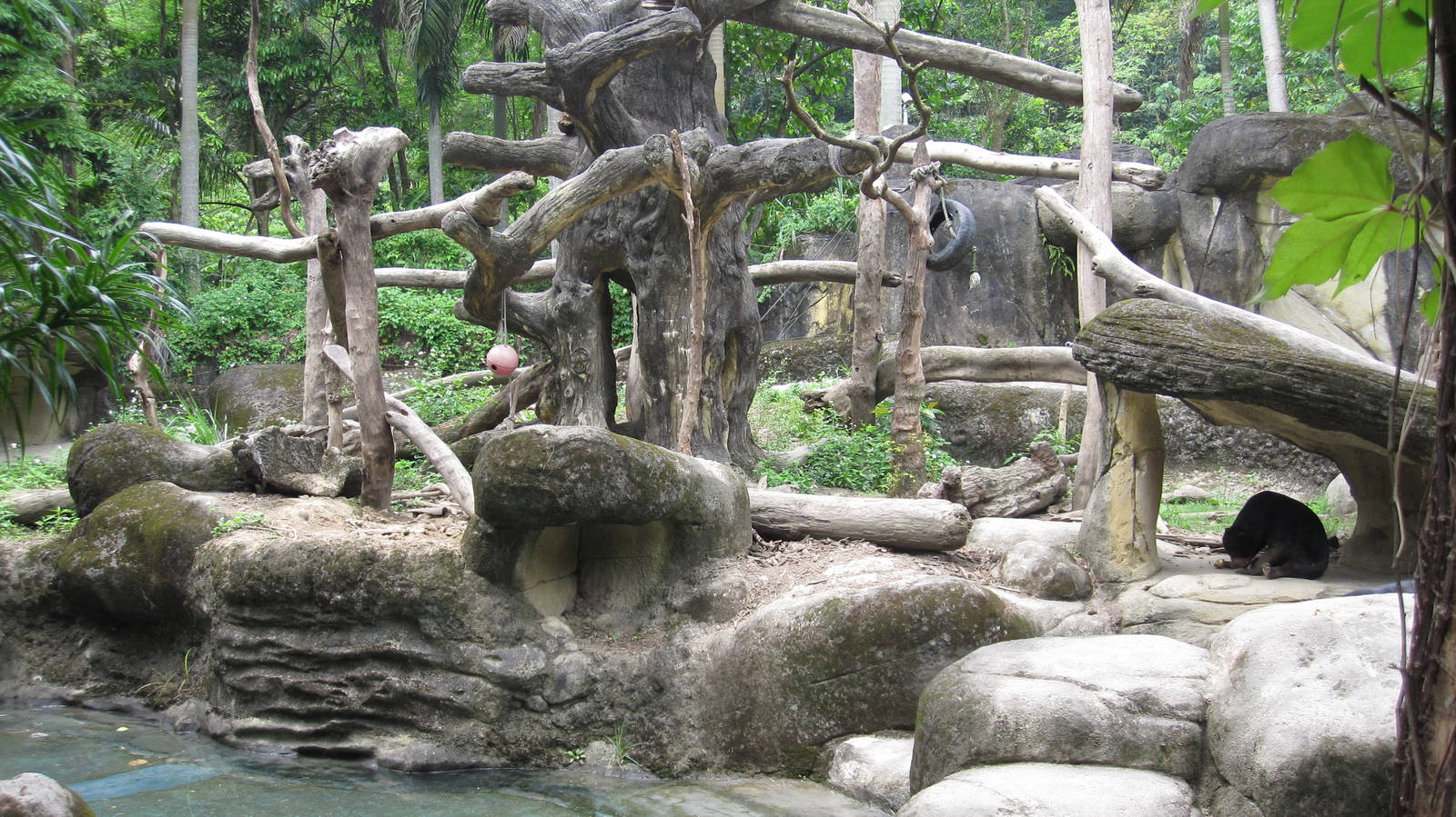 Asian Rainforest - Sun Bear exhibit