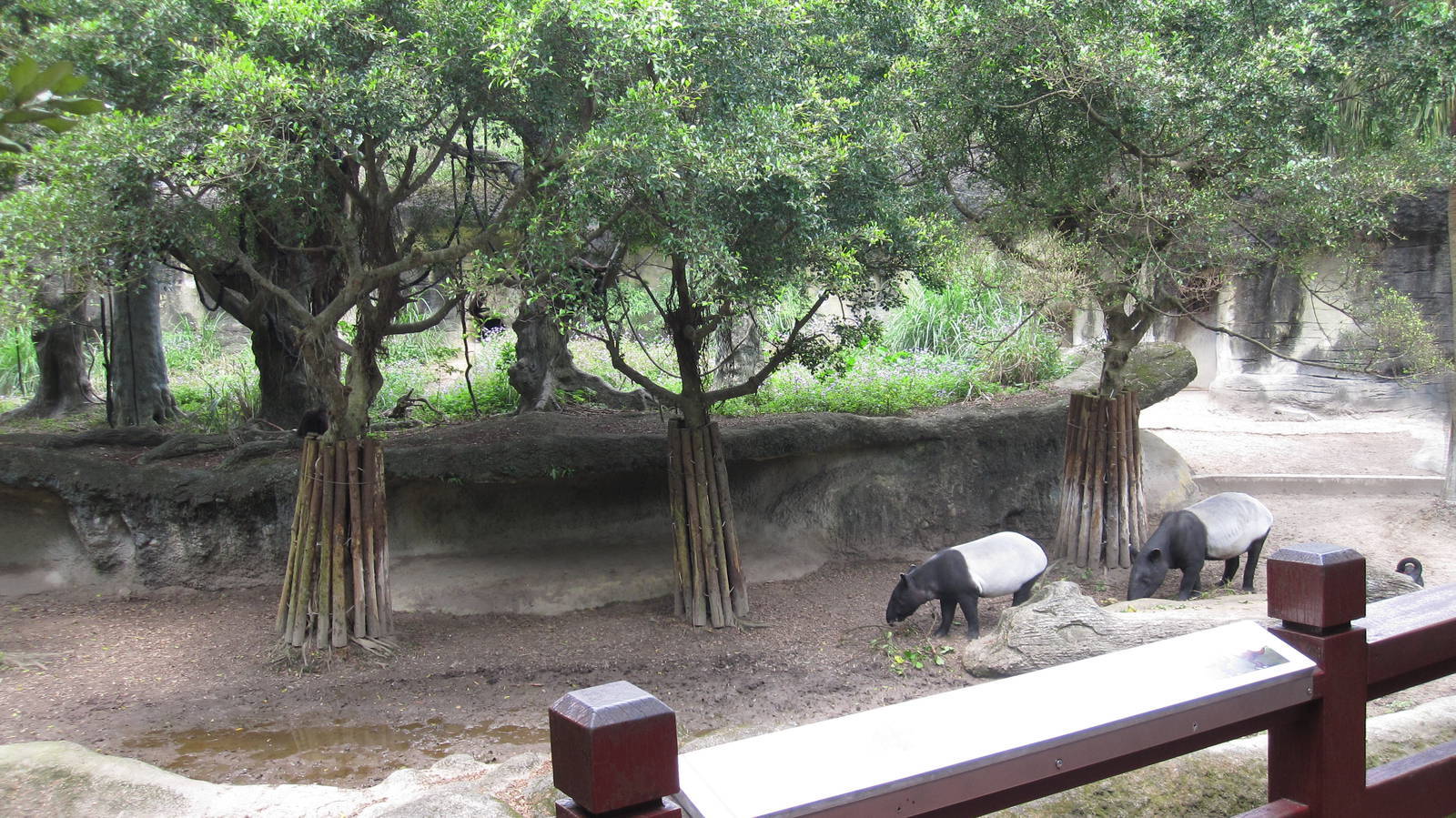 Asian Rainforest - Tapir and Gibbon exhibit