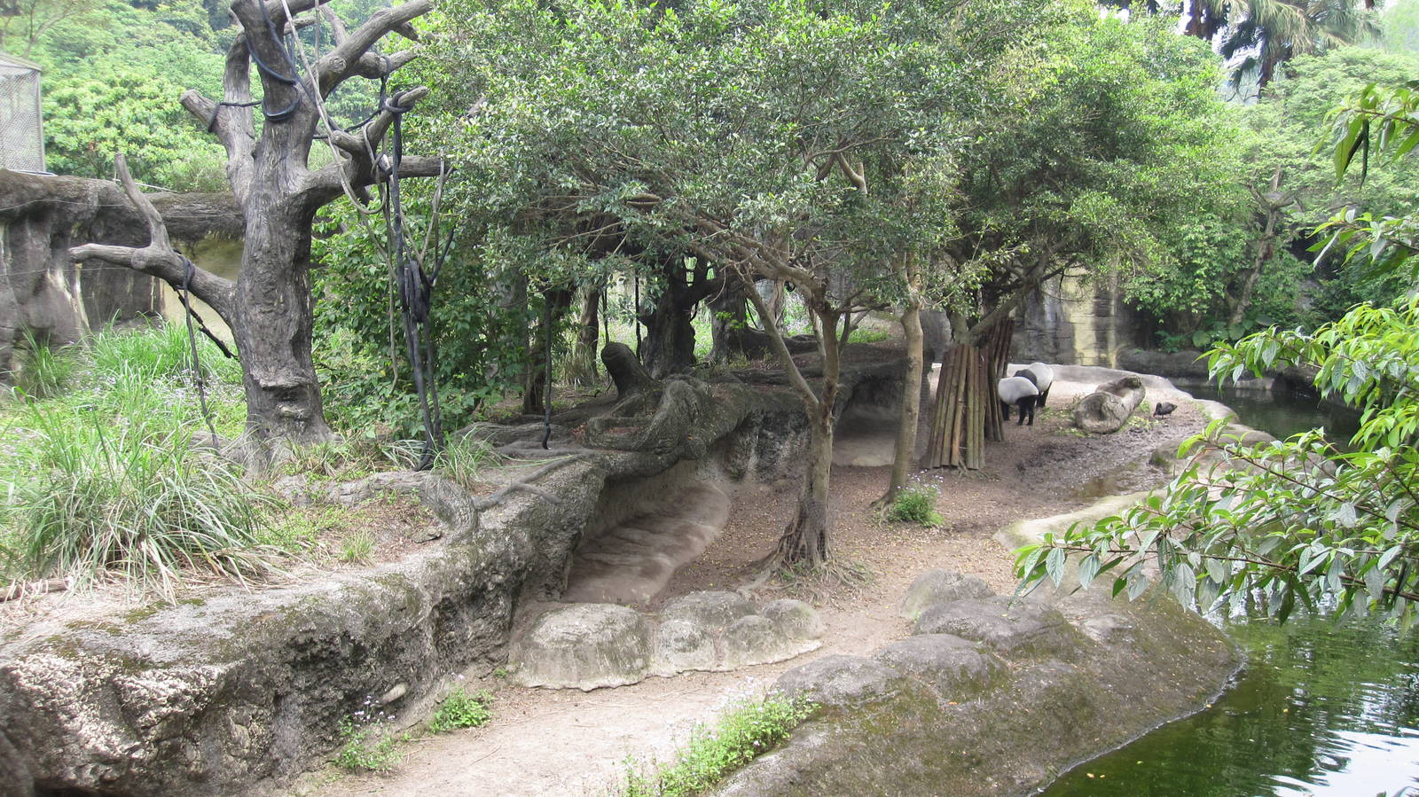 Asian Rainforest - Tapir and Gibbon exhibit