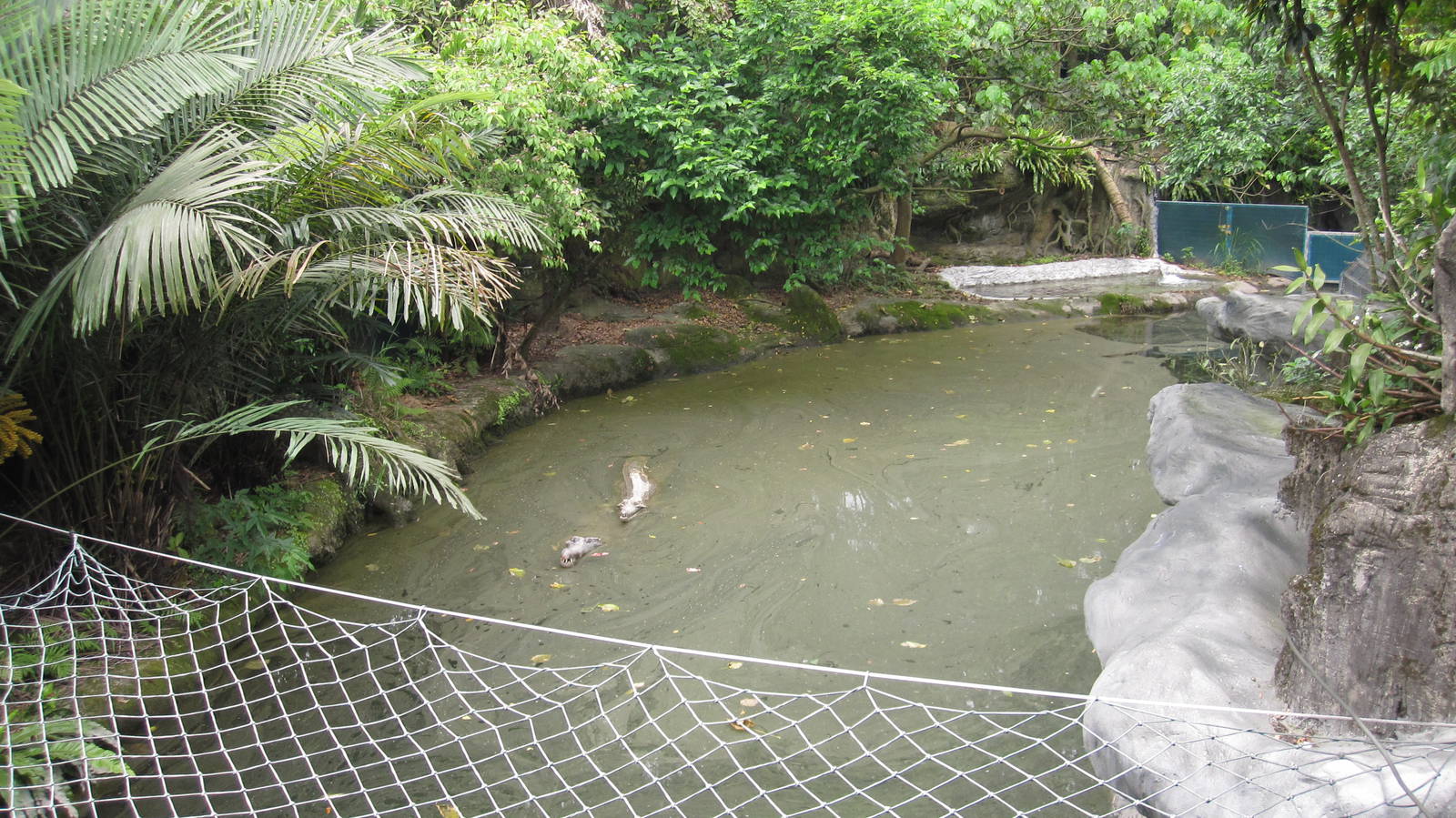 Asian Rainforest - Tomistoma exhibit