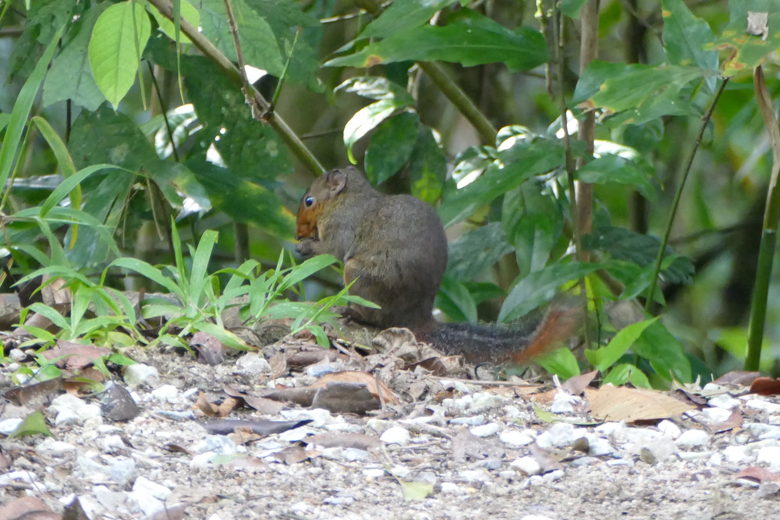 Asian red-cheeked Squirrel - Fraser's Hill