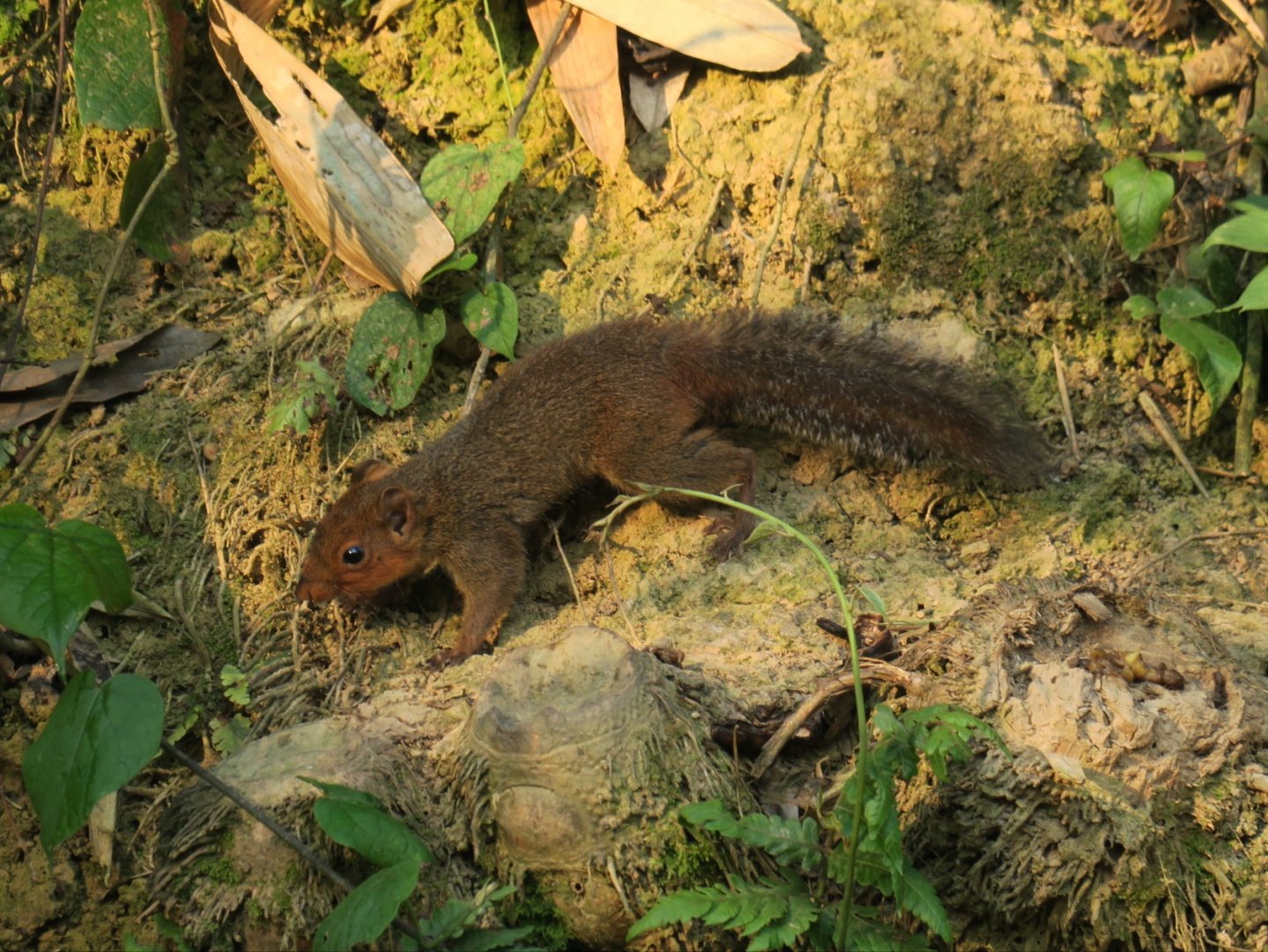 Asian Red-cheeked Squirrel