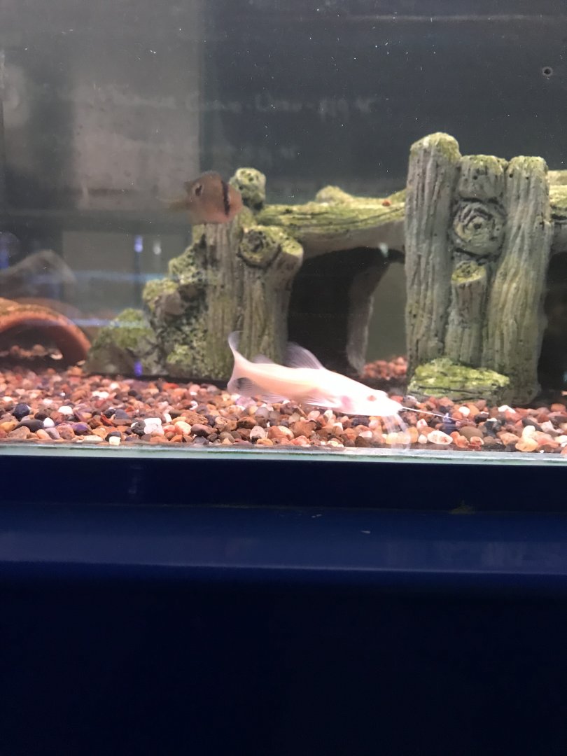 Asian Red Tailed Catfish (Hemibagrus wyckioides)