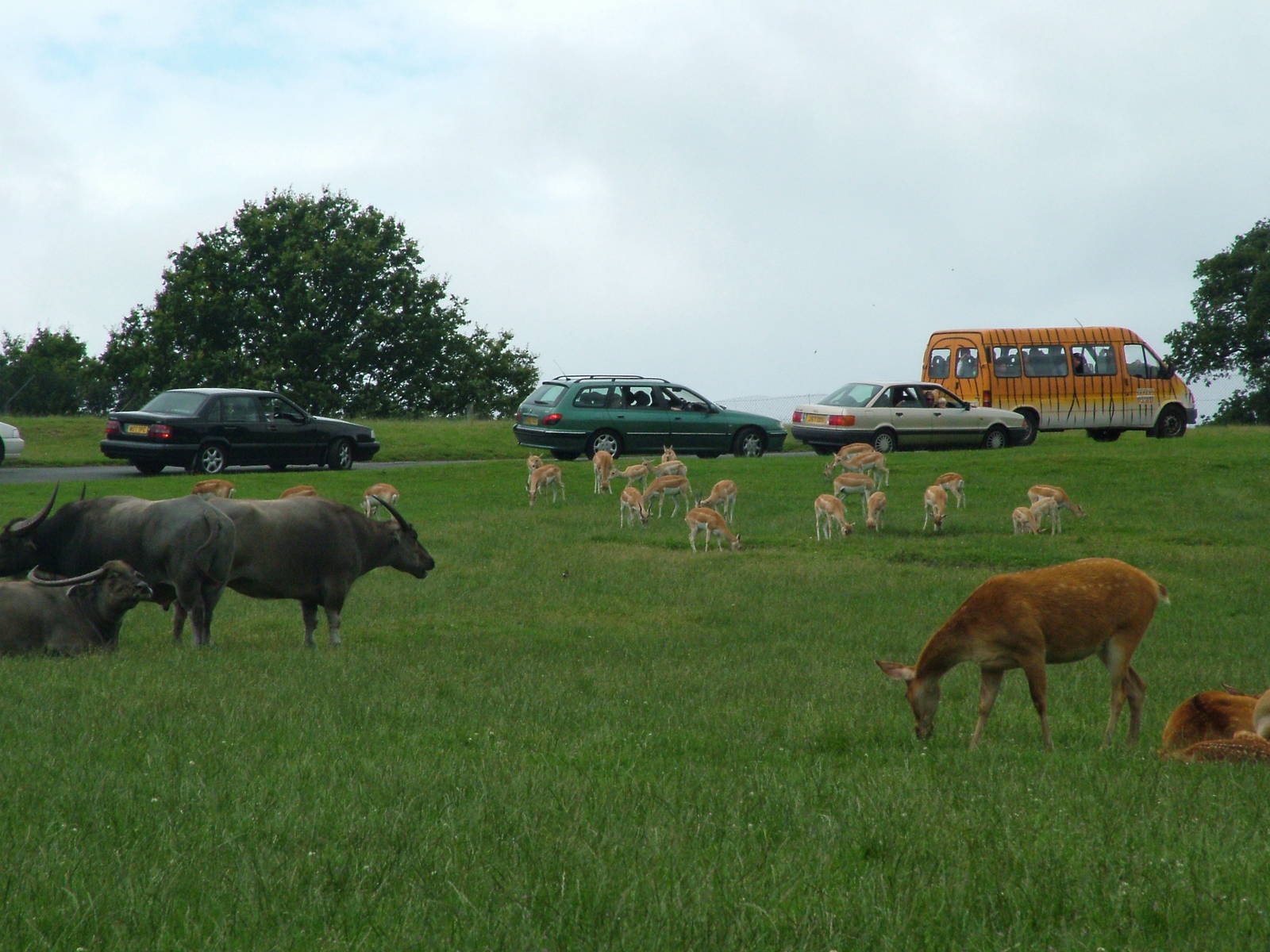 Asian Reserve at West Midland Safari Park