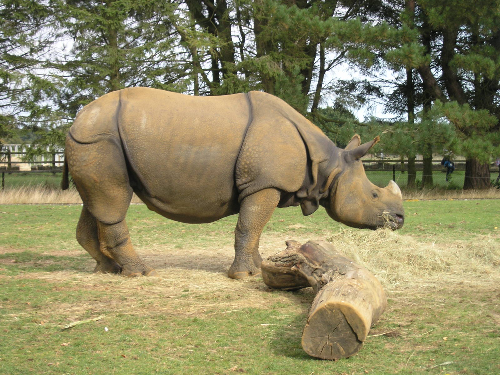 Asian Rhino