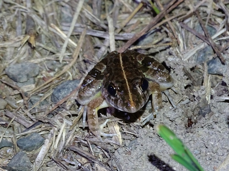 Asian rice frog (Fejervarya limnocharis)