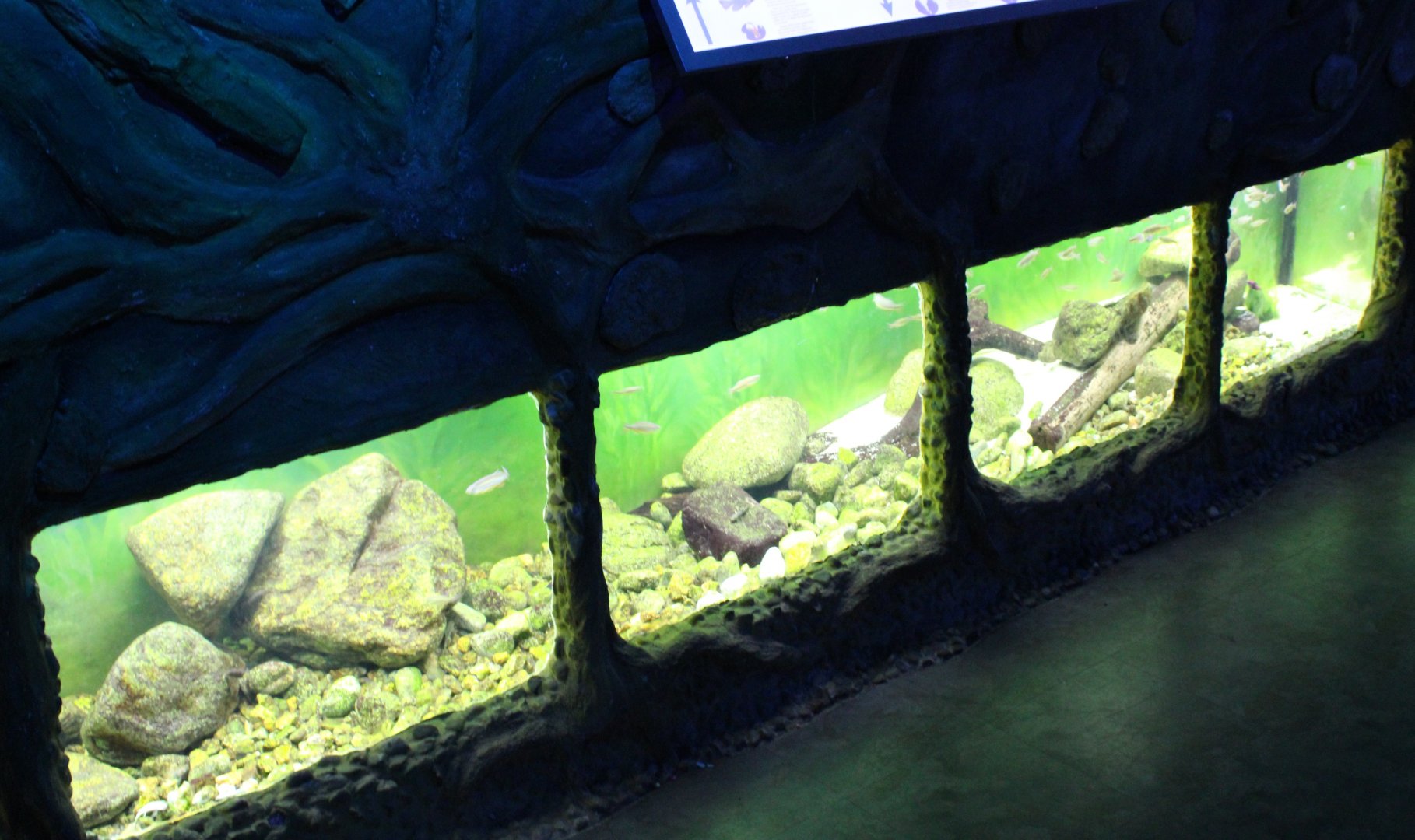 Asian River Aquarium