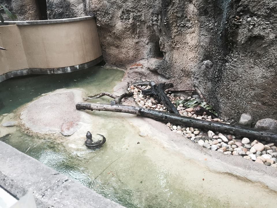 Asian River Life- Asian Small-Clawed Otter