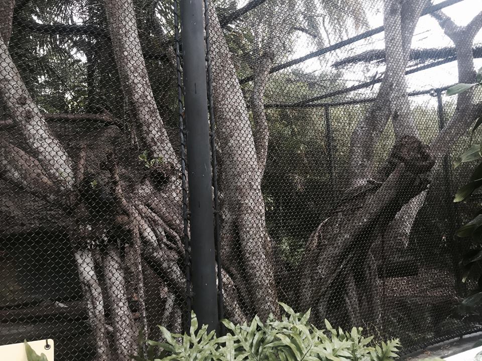 Asian River Life- Clouded Leopard