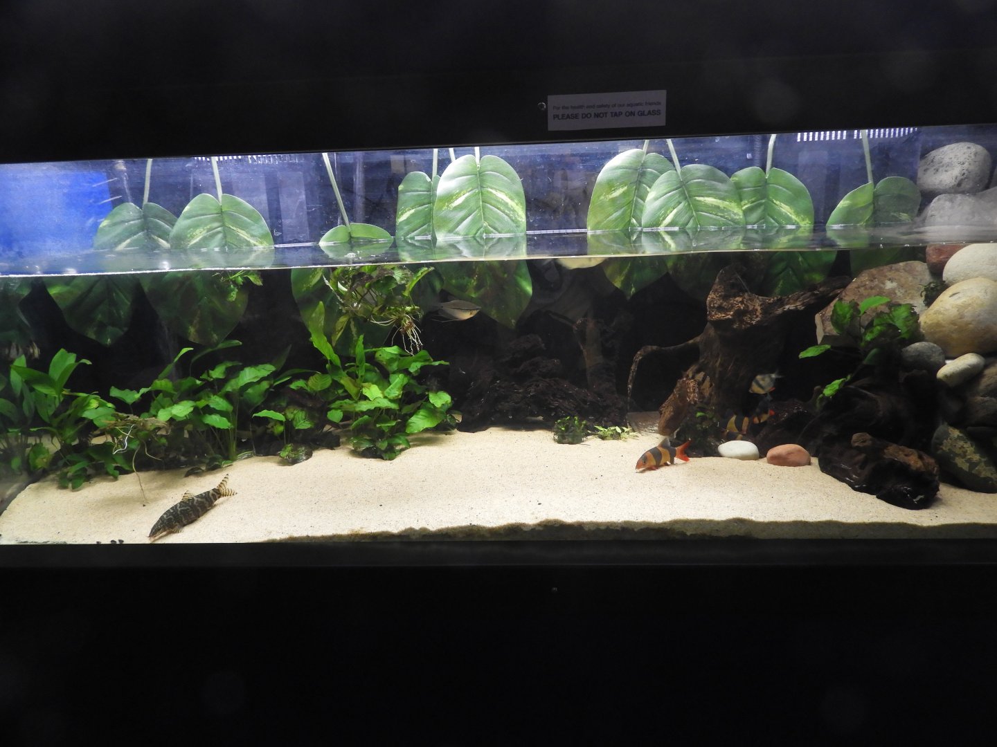 Asian River tank - Weird and Wild - Reiman Aquarium
