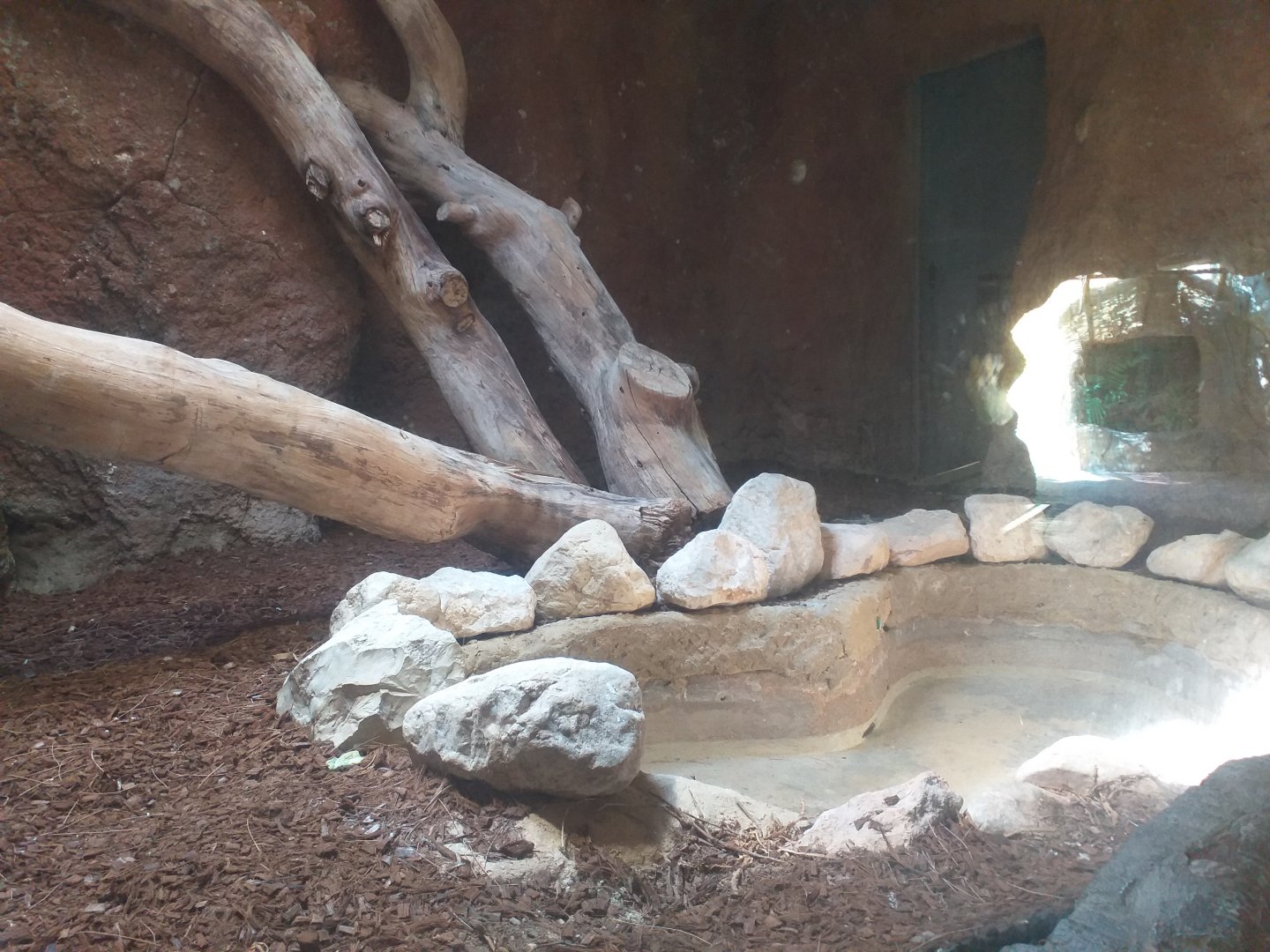 Asian rock python exhibit -TerraNatura Benidorm (2021)