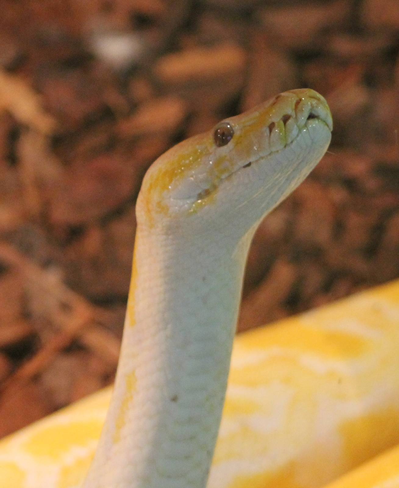 Asian rock python mutation