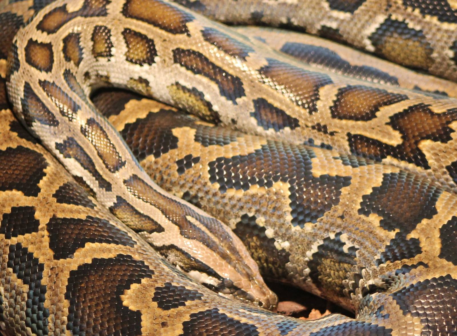 Asian rock python